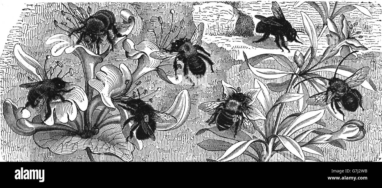 Bees in the garden, Anthophora plumipes, Anthophora retusa, Anthophora plagiata, Eucera longicornis, illustration from book date Stock Photo