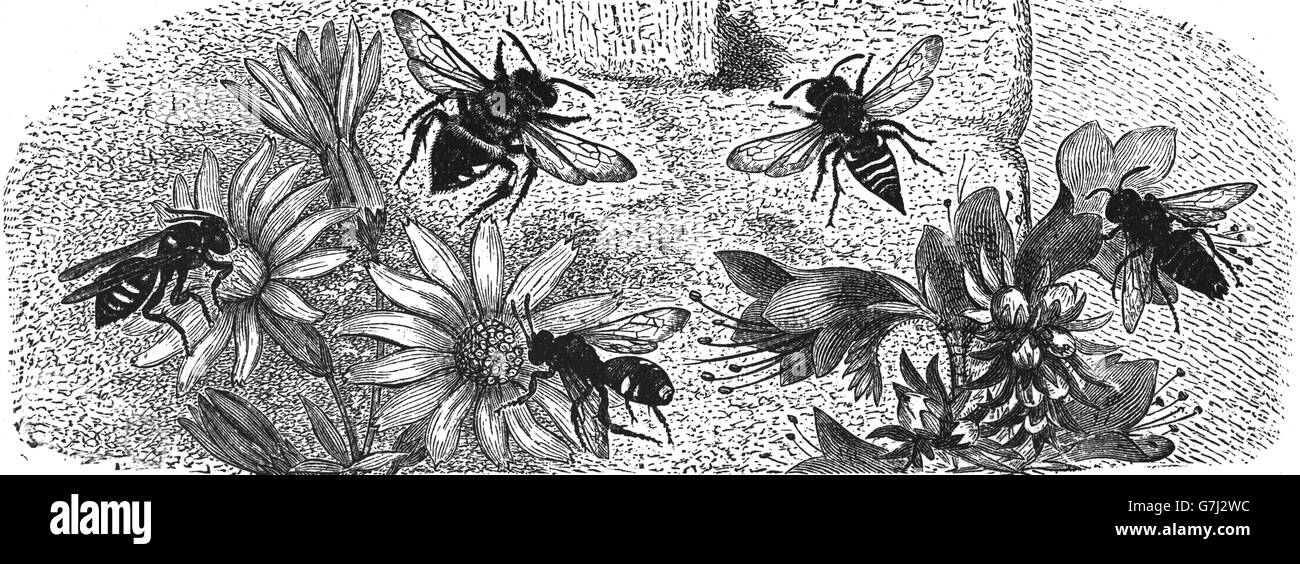 bees, Nomada roberjeotiana, Melecta luctuosa, Coelioxys rufescens, illustration from book dated 1904 Stock Photo