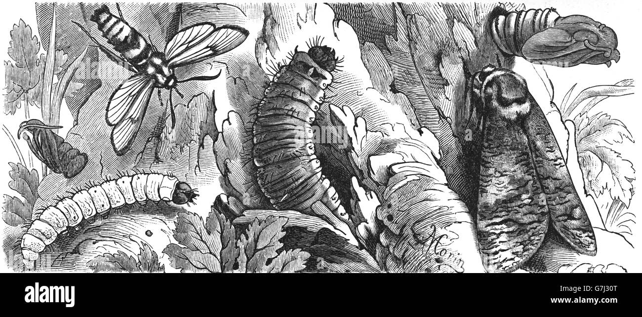 Trochilium apiforme, Cossus cossus, the goat moth, illustration from book dated 1904 Stock Photo