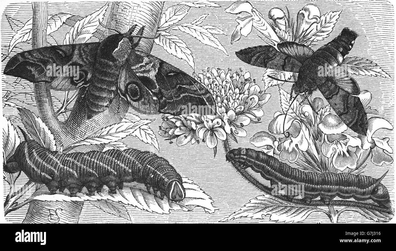 Smerinthus ocellatus, eyed hawk-moth, hummingbird hawk-moth, Macroglossum stellatarum, illustration from book dated 1904 Stock Photo