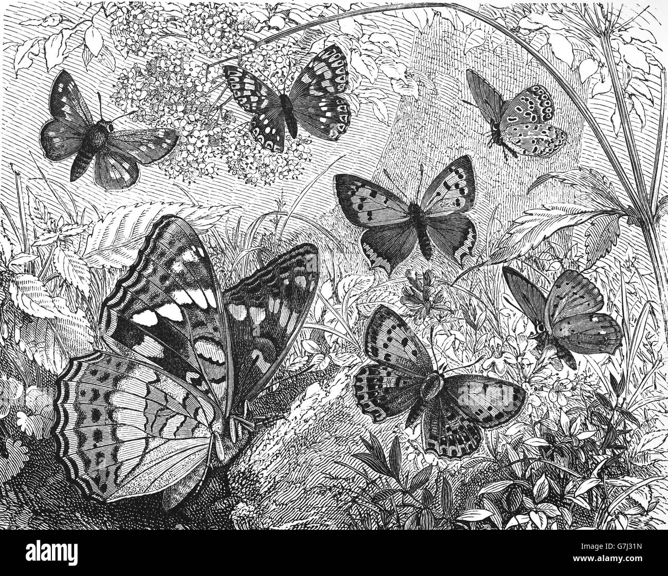Butterflies in the garden, illustration from book dated 1904 Stock Photo