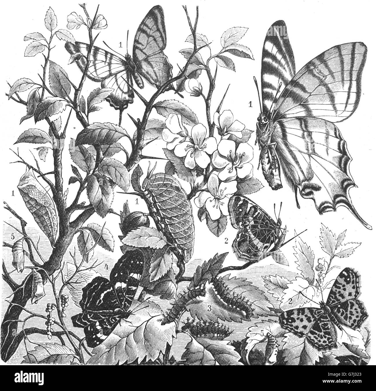 Scarce Swallowtail and Vanessa levana butterfly, illustration from book dated 1904 Stock Photo