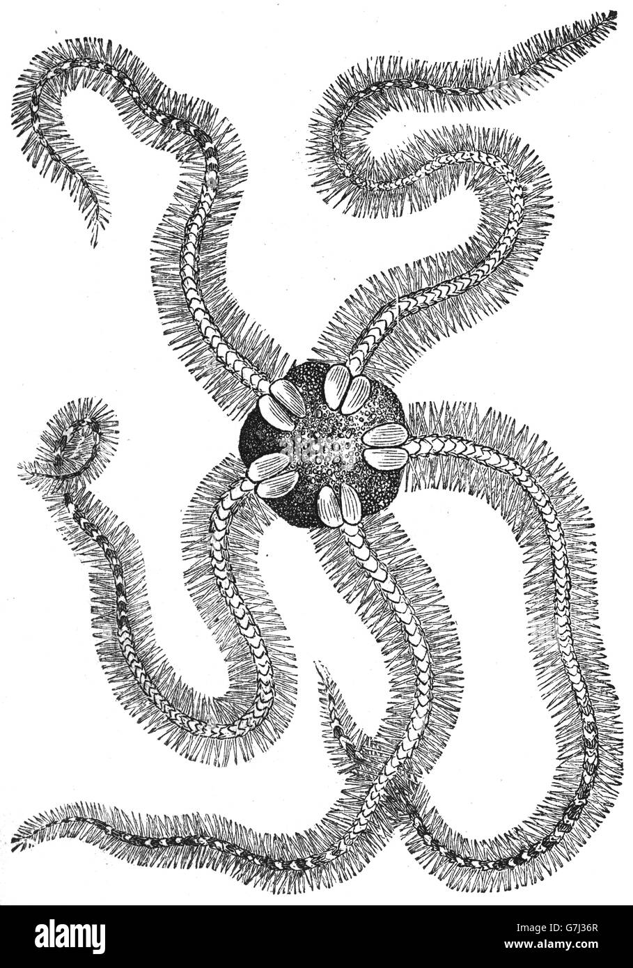 Ophiothrix fragilis, brittle star, illustration from book dated 1904 Stock Photo