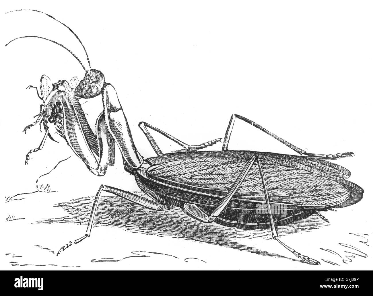 Mantis religiosa, praying mantis, insect, Mantidae, illustration from book dated 1904 Stock Photo