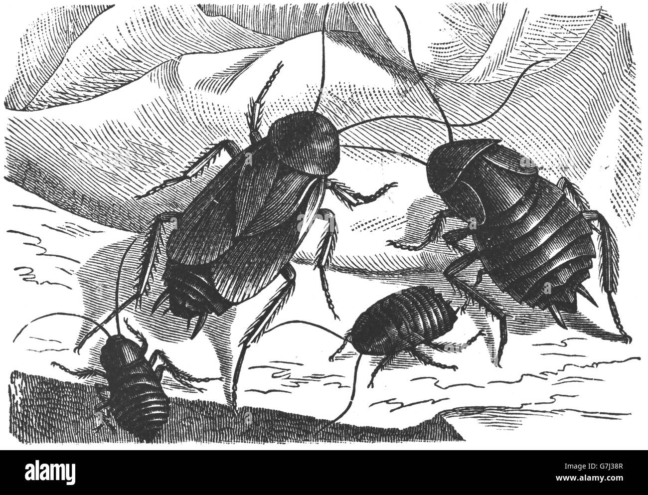 oriental cockroach, Blatta orientalis, waterbug, illustration from book dated 1904 Stock Photo