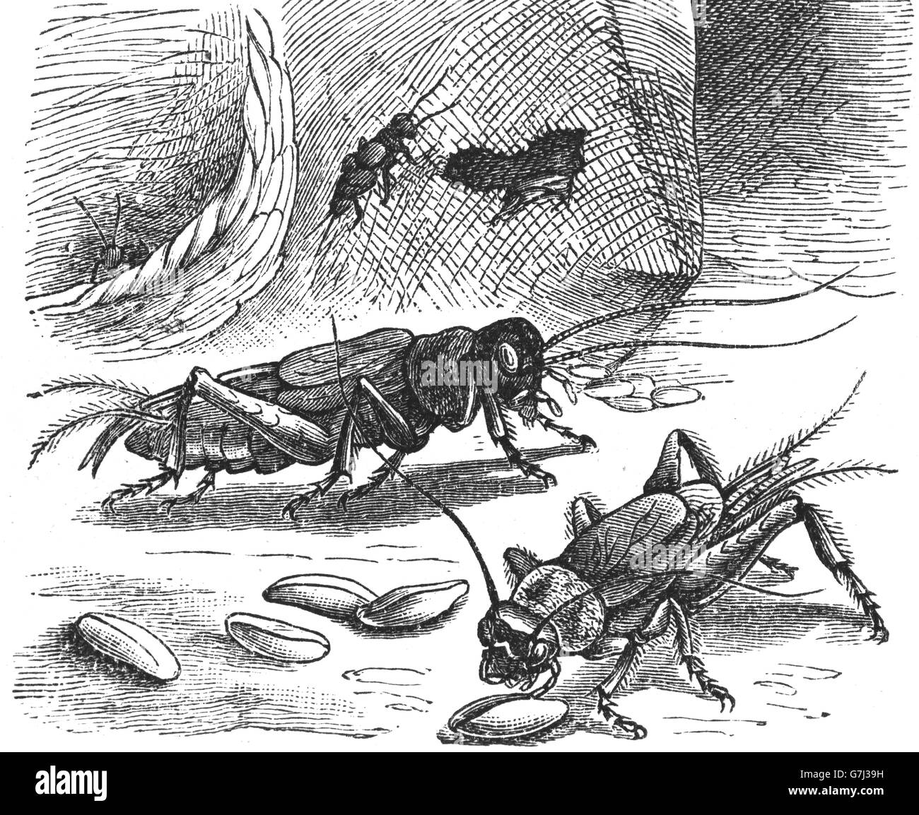 Acheta domestica, house cricket, illustration from book dated 1904 Stock Photo