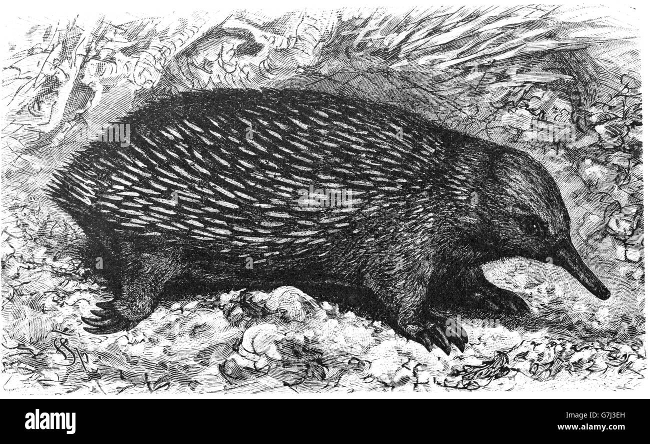 short-beaked echidna, Tachyglossus aculeatus, Tachyglossidae, illustration from book dated 1904 Stock Photo