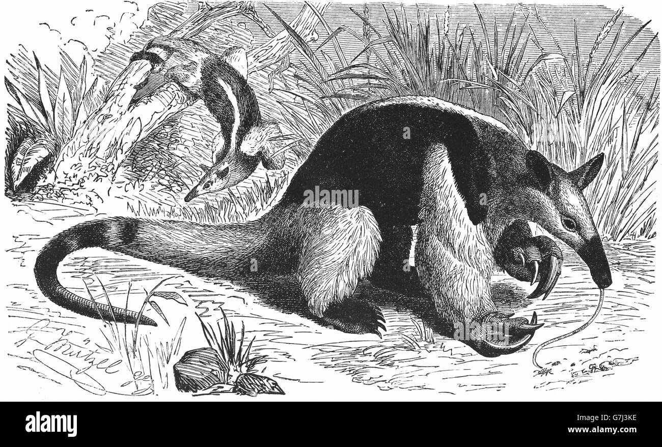 Southern tamandua, Tamandua tetradactyla, collared anteater, illustration from book dated 1904 Stock Photo