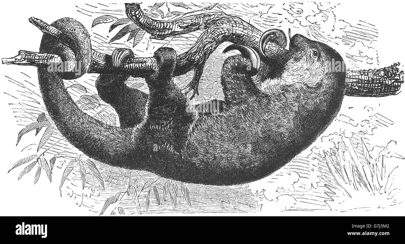 Silky anteater, pygmy anteater, Cyclopes didactylus, Cyclopedidae, illustration from book dated 1904 Stock Photo