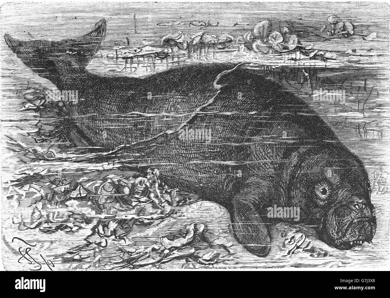Dugong, Dugong dugon, Sirenia, illustration from book dated 1904 Stock Photo