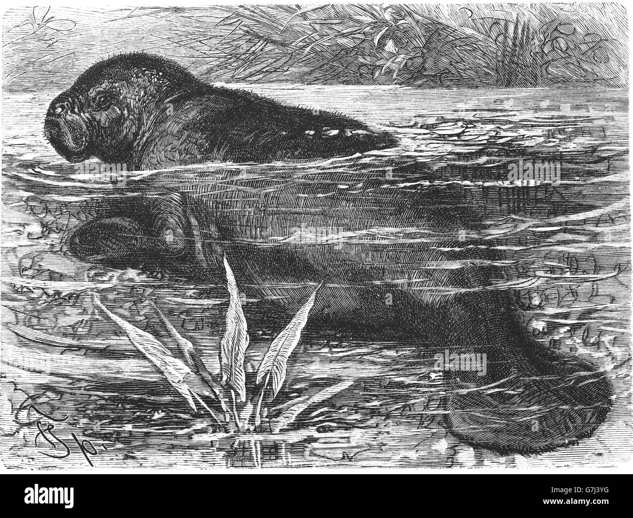 Manatee, Trichechus, Sirenia, Trichechidae, illustration from book dated 1904 Stock Photo
