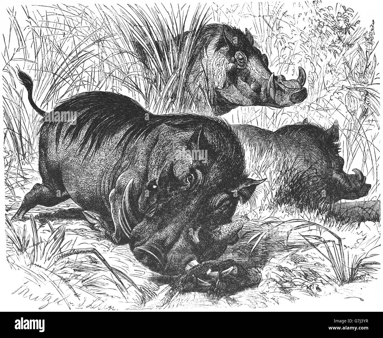 Common warthog, Phacochoerus africanus, wild pig, Suidae, illustration from book dated 1904 Stock Photo