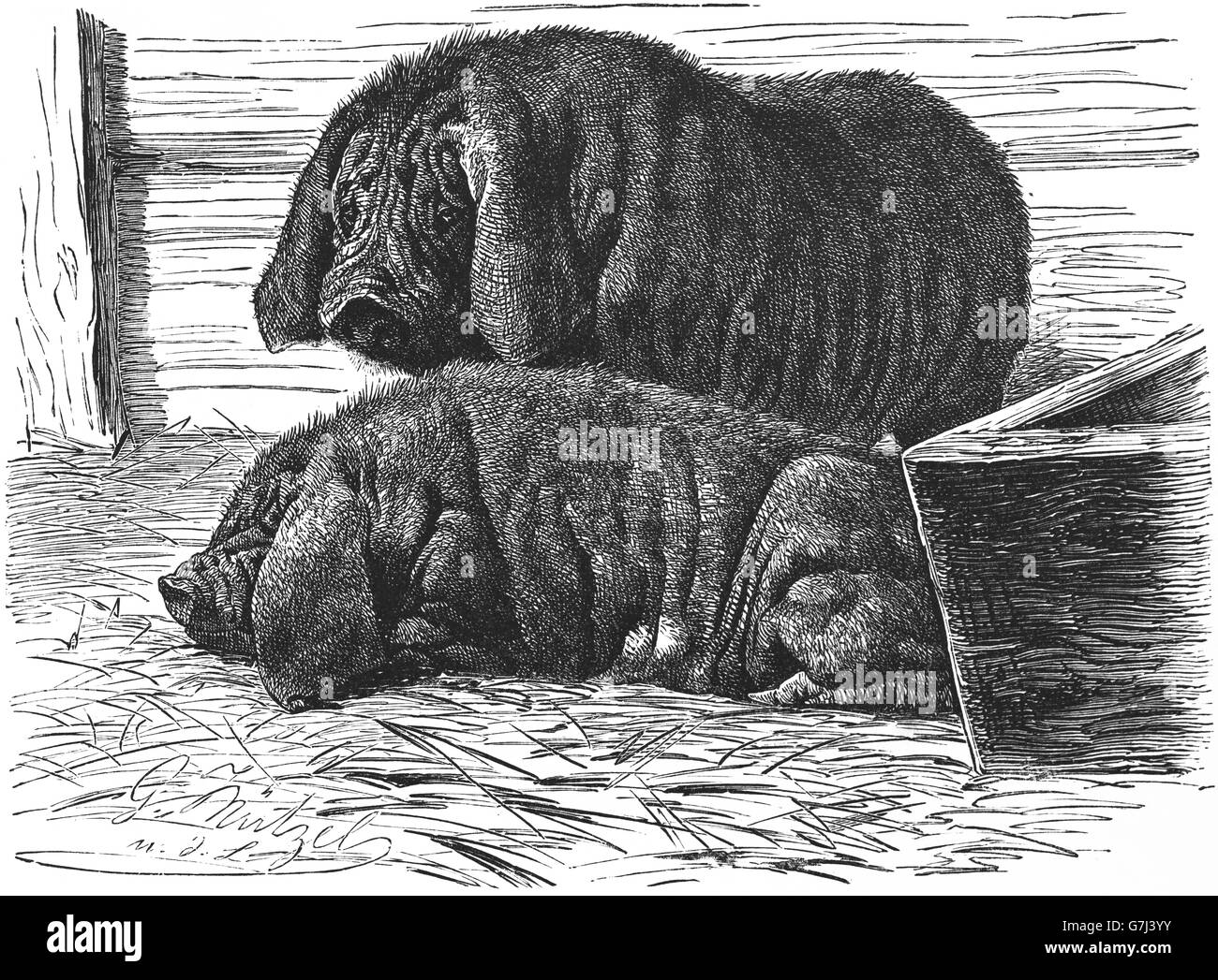 Domestic pig, Sus scrofa domesticus, Sus domesticus, swine, hog, illustration from book dated 1904 Stock Photo