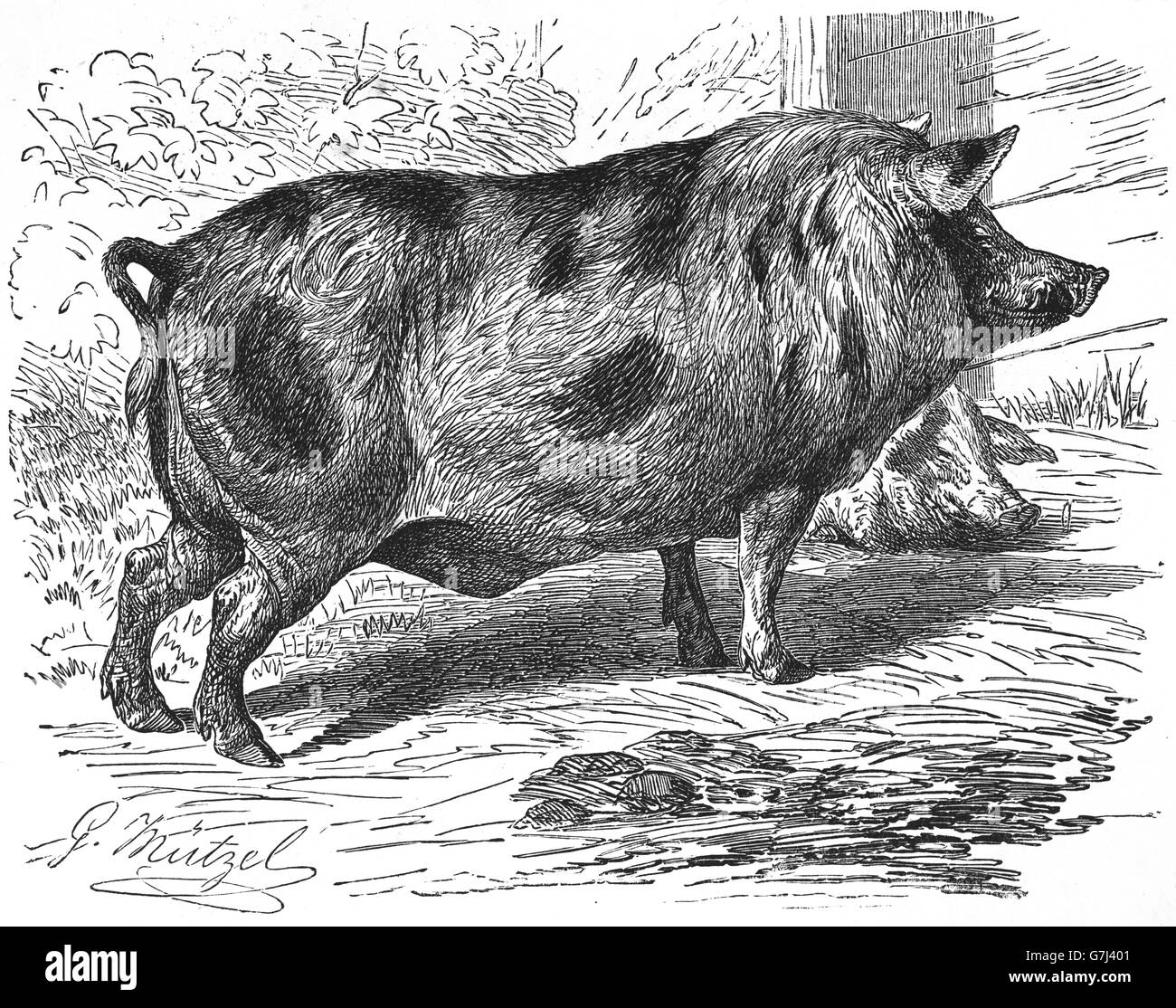 Hampshire pig, Domestic pig, Sus scrofa domesticus, Sus domesticus, swine, hog, illustration from book dated 1904 Stock Photo