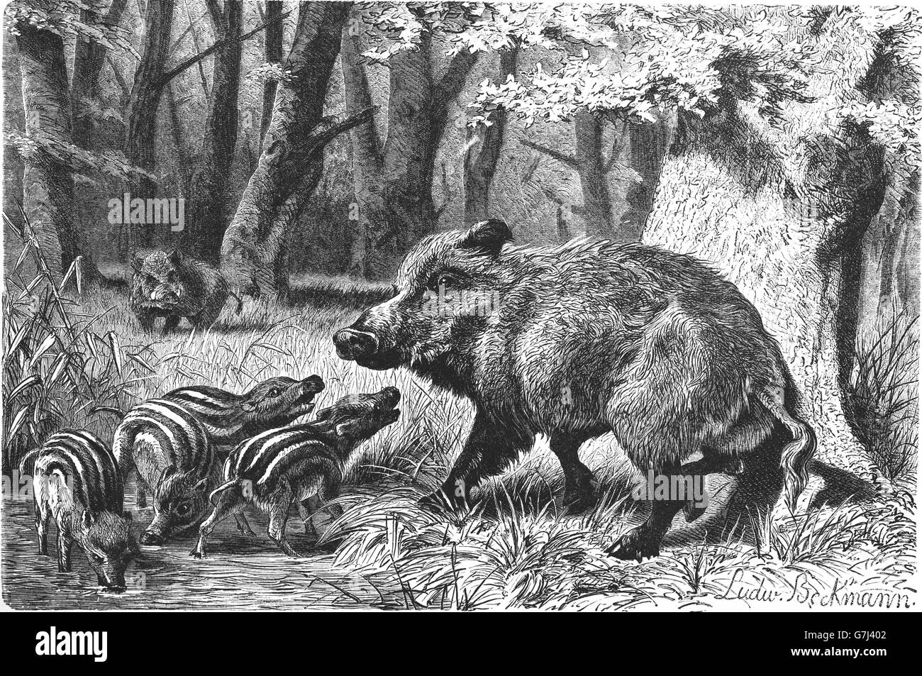 Wild boar, Sus scrofa, wild swine, hog, illustration from book dated 1904 Stock Photo