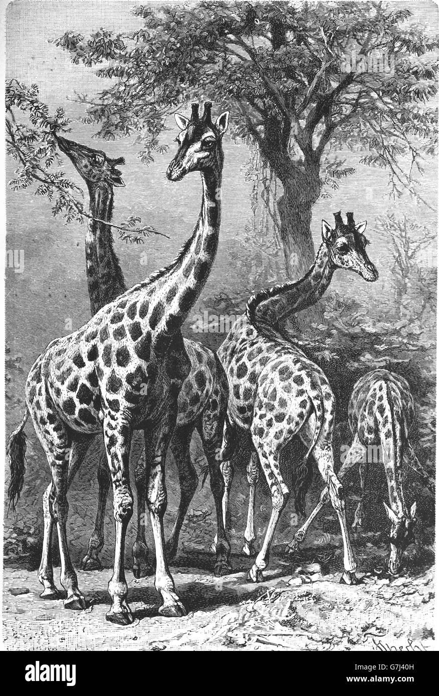 191 Girafe Noir Et Blanc Illustrations - Getty Images