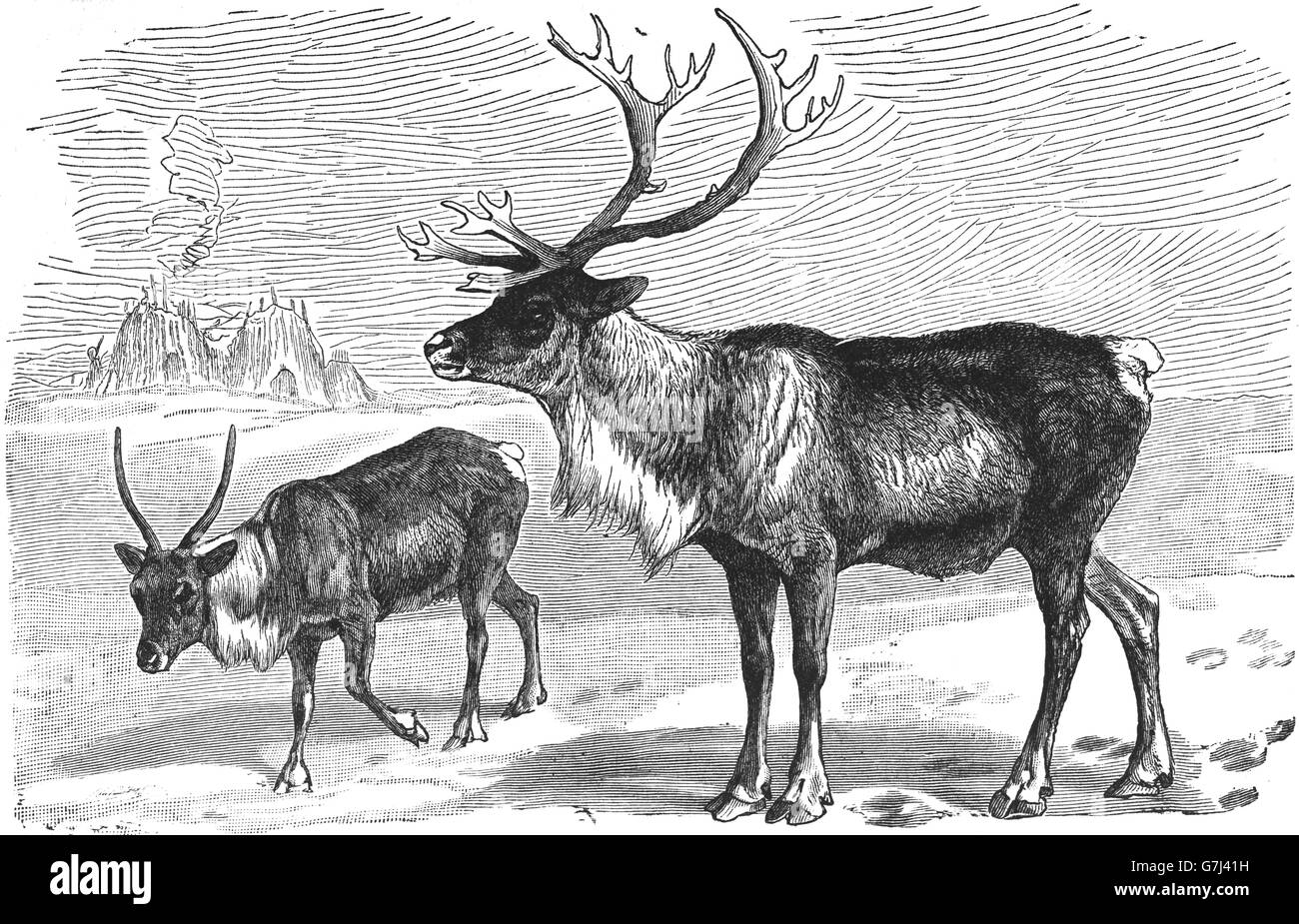 Reindeer, Rangifer tarandus, caribou, illustration from book dated 1904 ...