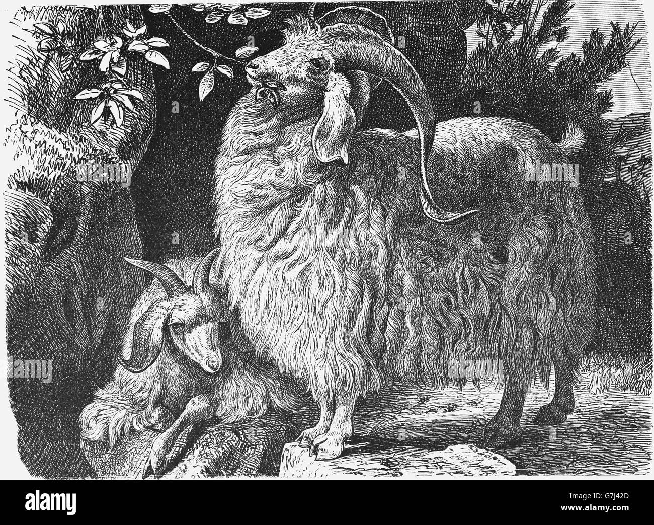 Angora goat, Capra aegagrus hircus, illustration from book dated 1904 Stock Photo