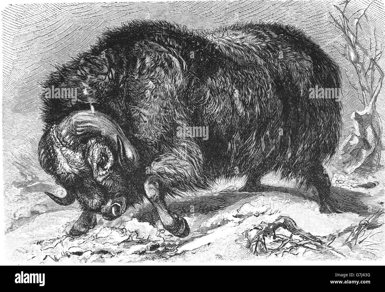 Muskox, Ovibos moschatus, illustration from book dated 1904 Stock Photo