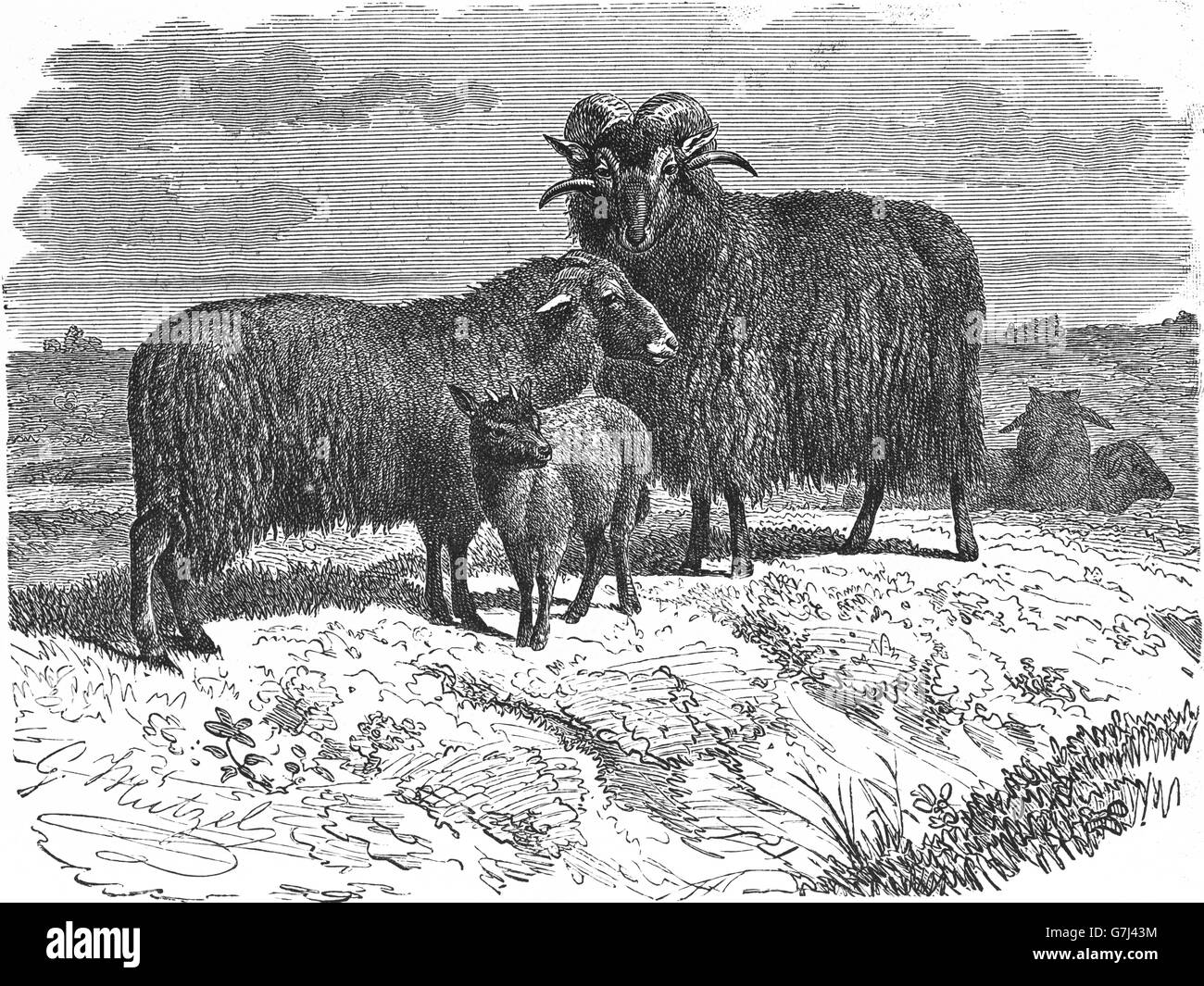 Sheep, Ovis aries, illustration from book dated 1904 Stock Photo