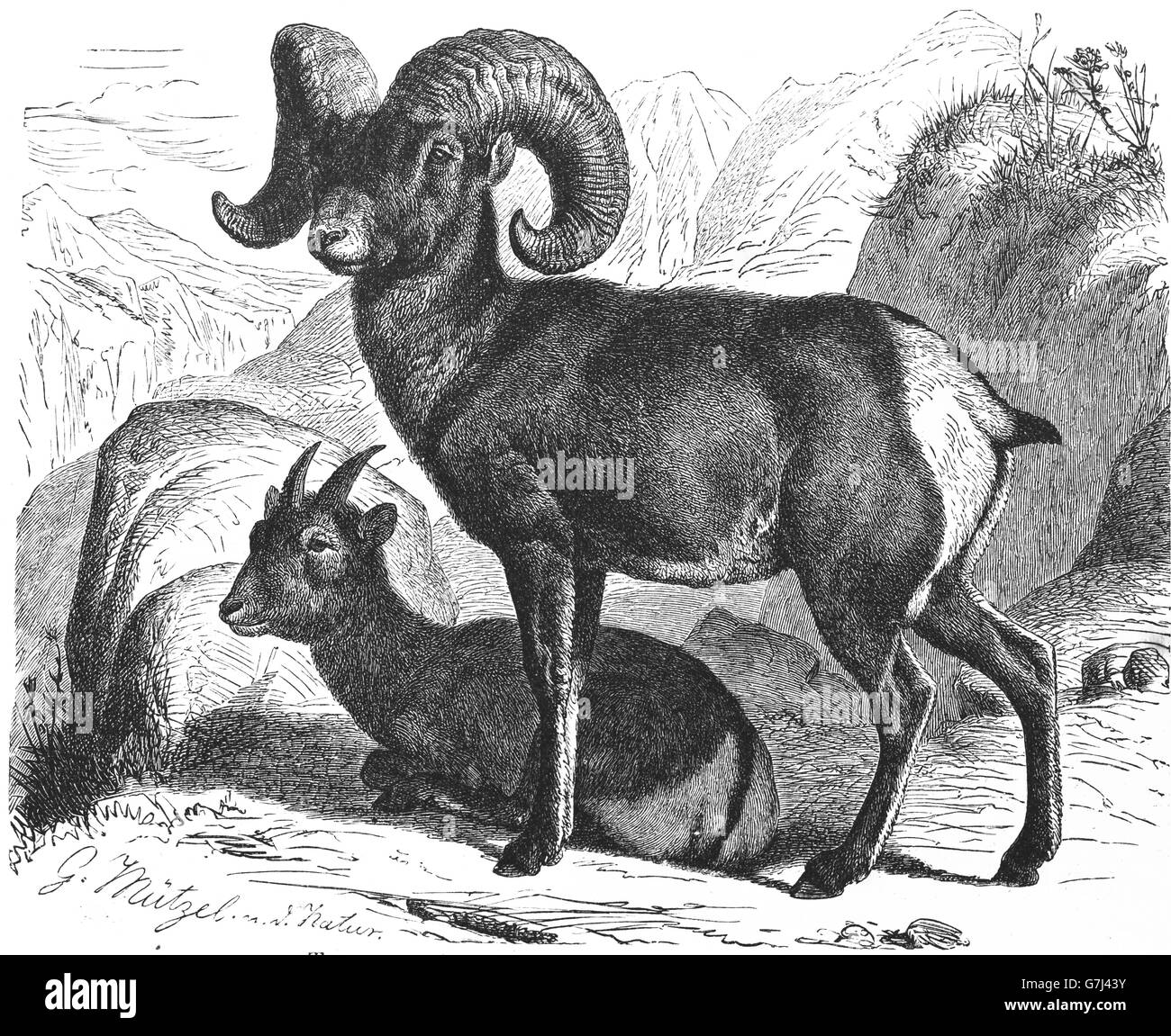 Bighorn sheep, Ovis canadensis, illustration from book dated 1904 Stock Photo