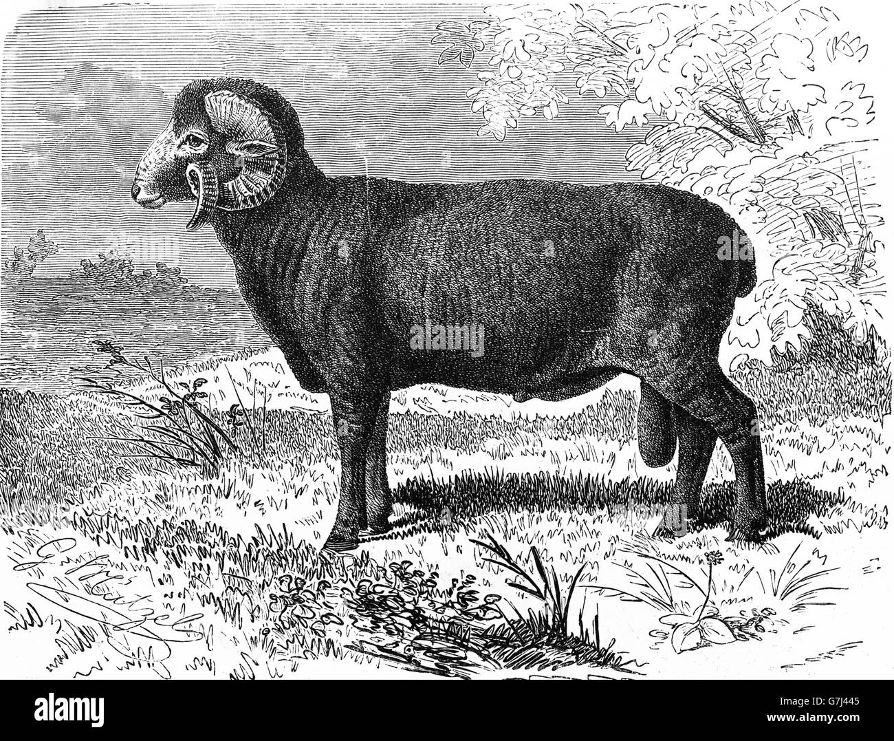 Sheep, Ovis aries, Merino, illustration from book dated 1904 Stock Photo