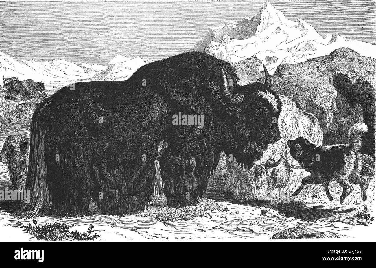 Yak, Bos grunniens, Bos mutus, illustration from book dated 1904 Stock Photo