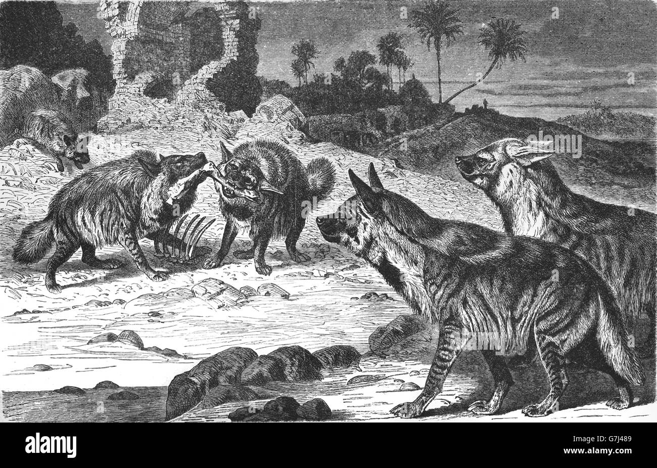 Striped hyena, Hyaena hyaena, Hyaenidae, illustration from book dated