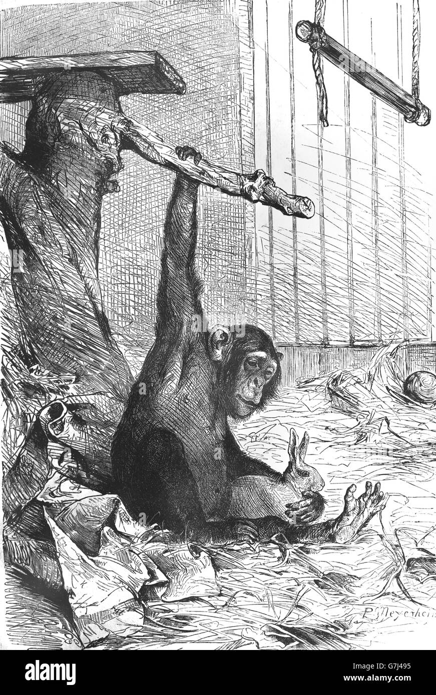 Common chimpanzee, Pan troglodytes, illustration from book dated 1904 Stock Photo
