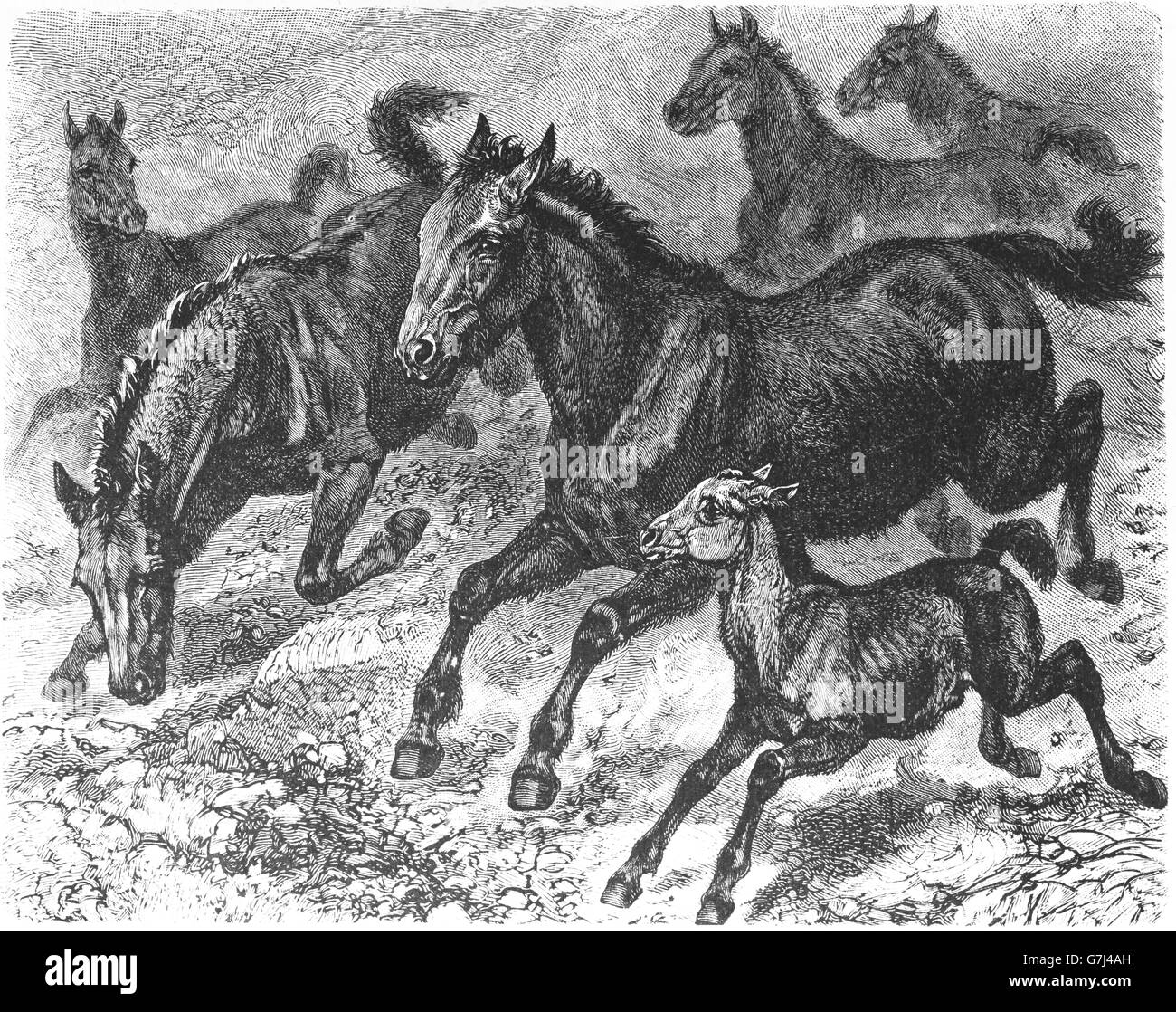 Tarpan, Equus ferus ferus, Eurasian wild horse, illustration from book dated 1904 Stock Photo