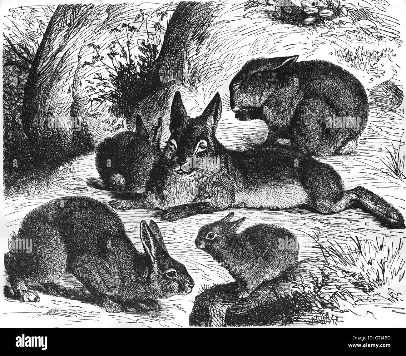 European rabbit, Oryctolagus cuniculus, illustration from book dated 1904 Stock Photo