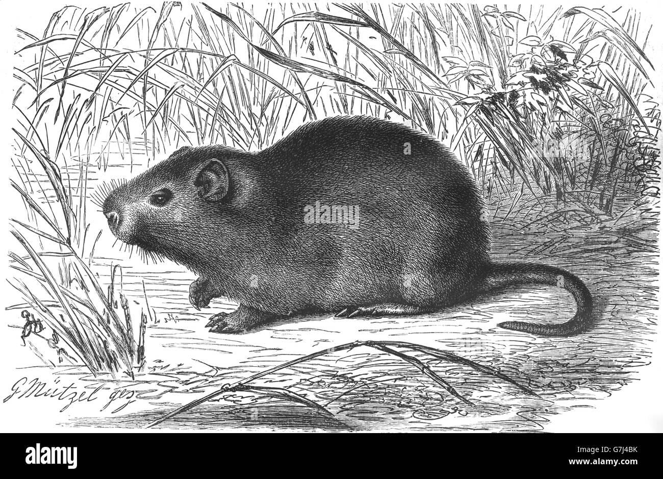 Greater cane rat, Thryonomys swinderianus, illustration from book dated 1904 Stock Photo