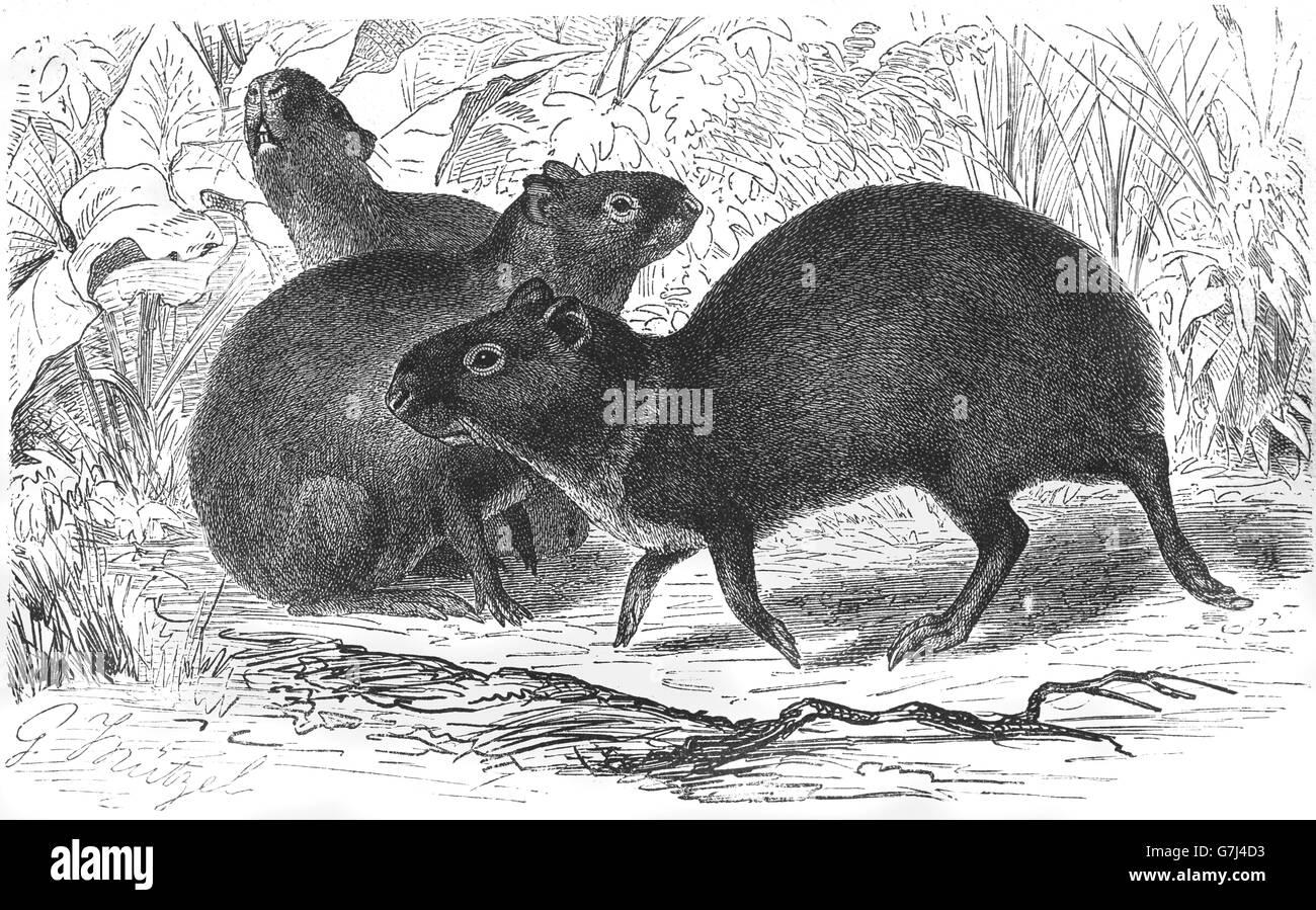 Crested agouti, Dasyprocta cristata, illustration from book dated 1904