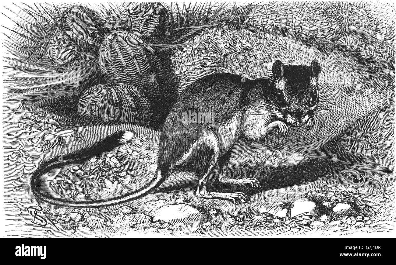 Phillips' kangaroo rat, Dipodomys phillipsii, Heteromyidae, illustration from book dated 1904 Stock Photo