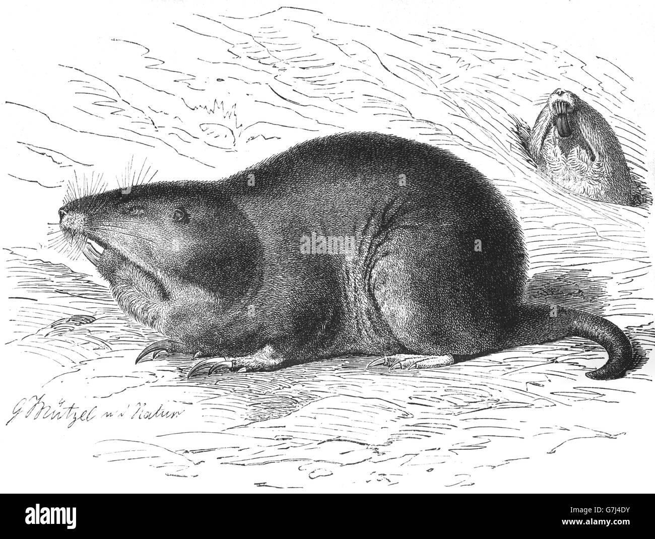 Plains pocket gopher, Geomys bursarius, illustration from book dated 1904 Stock Photo