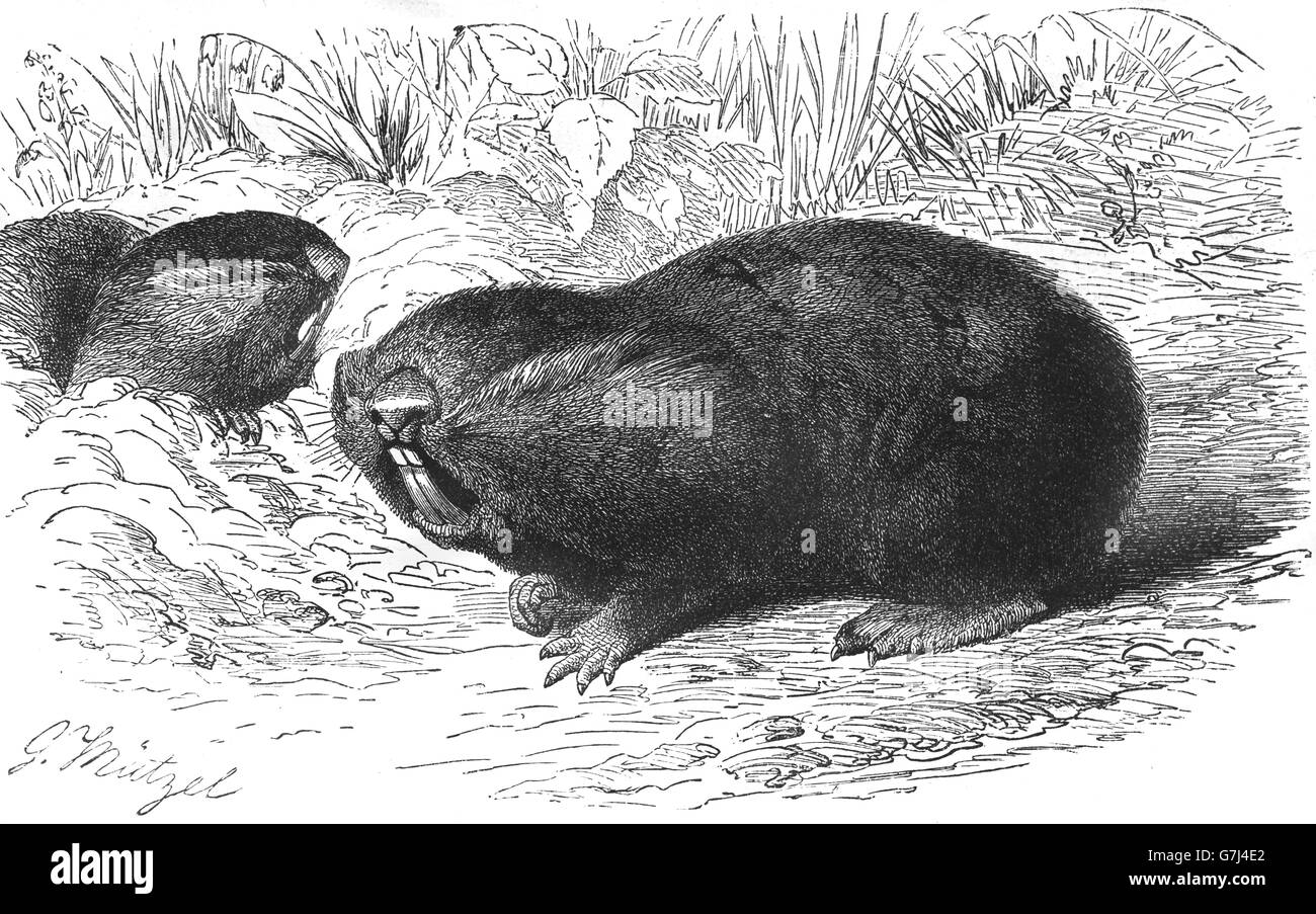Spalax typhlus, subterranean mole-rat, illustration from book dated 1904 Stock Photo