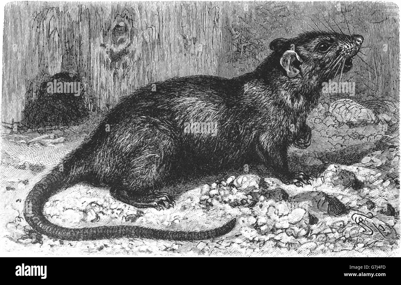 Black rat, Rattus rattus, illustration from book dated 1904 Stock Photo
