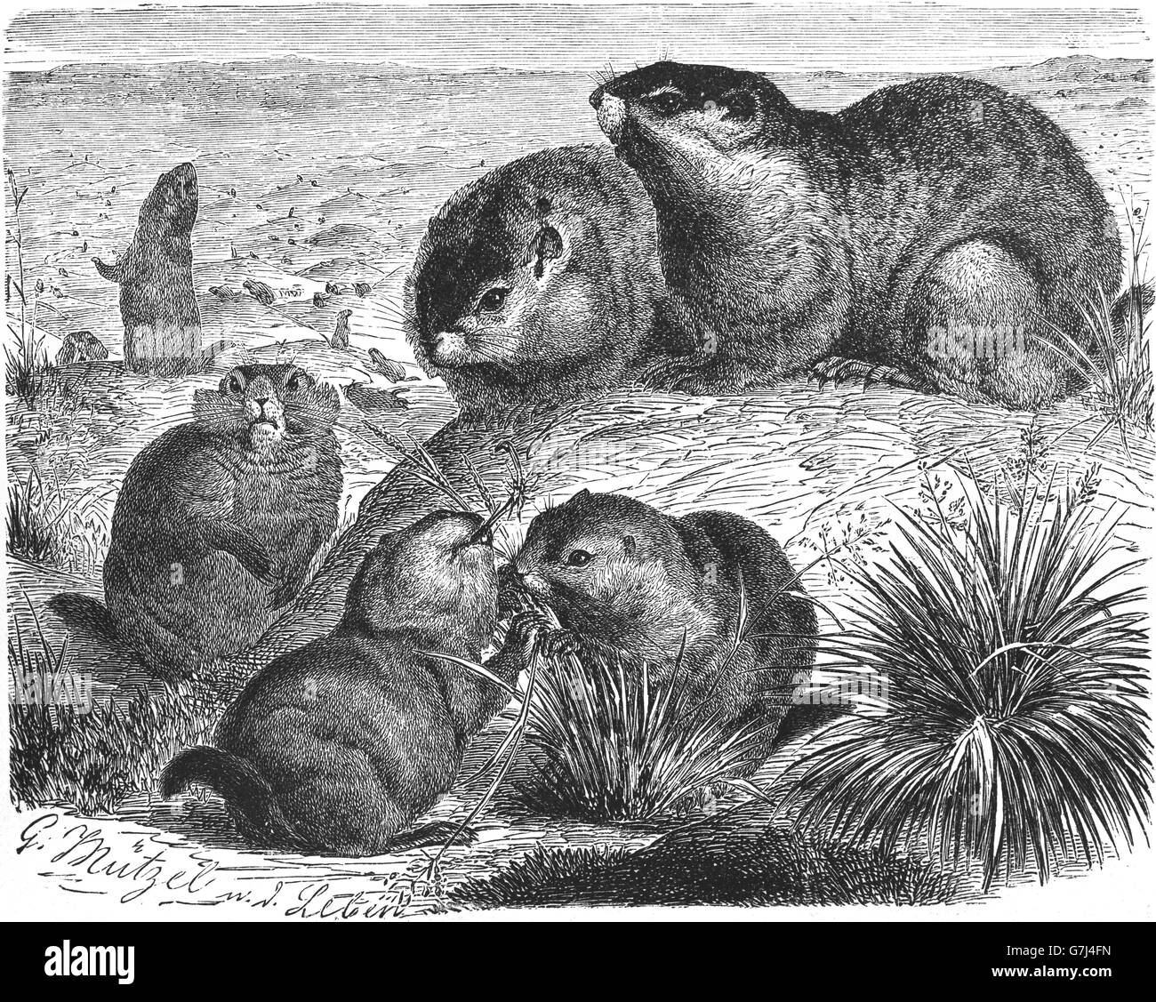 Black-tailed prairie dog, Cynomys ludovicianus, Sciuridae, illustration from book dated 1904 Stock Photo