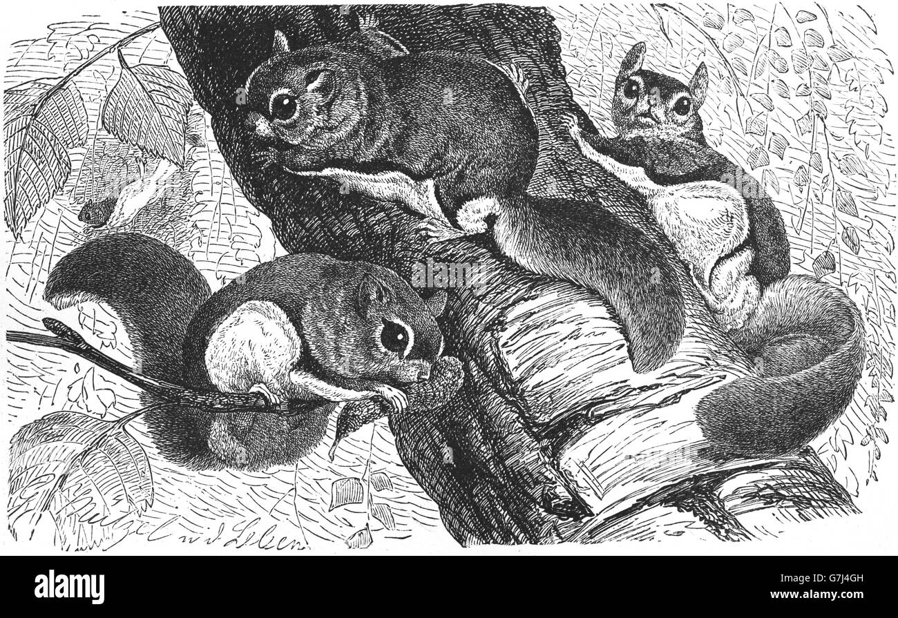 Northern flying squirrel, Glaucomys sabrinus, illustration from book dated 1904 Stock Photo