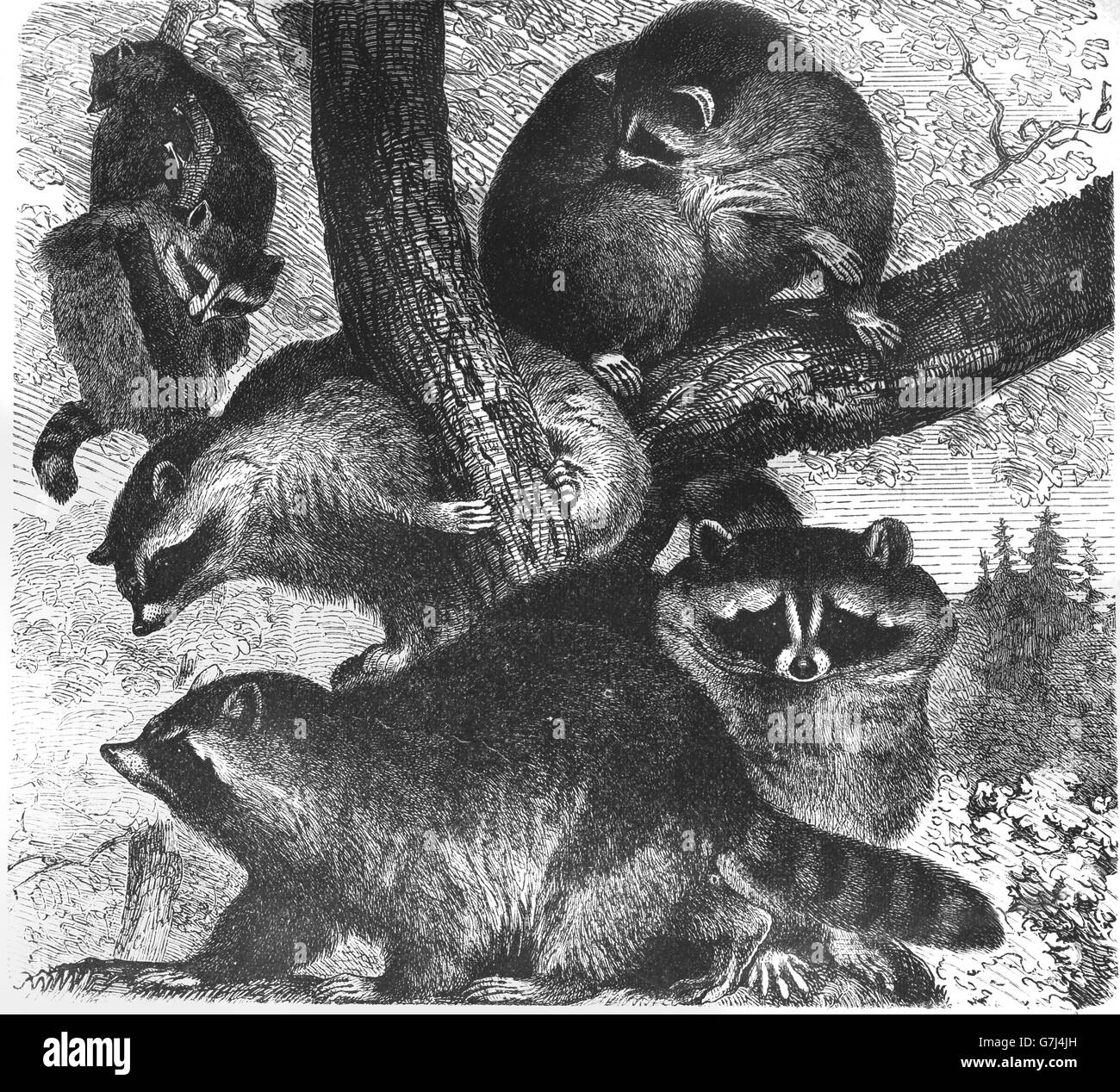 Raccoon, Procyon lotor, illustration from book dated 1904 Stock Photo