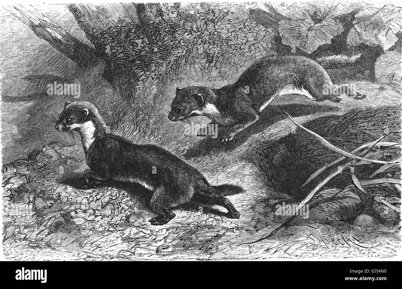 Least weasel, Mustela nivalis, illustration from book dated 1904 Stock Photo