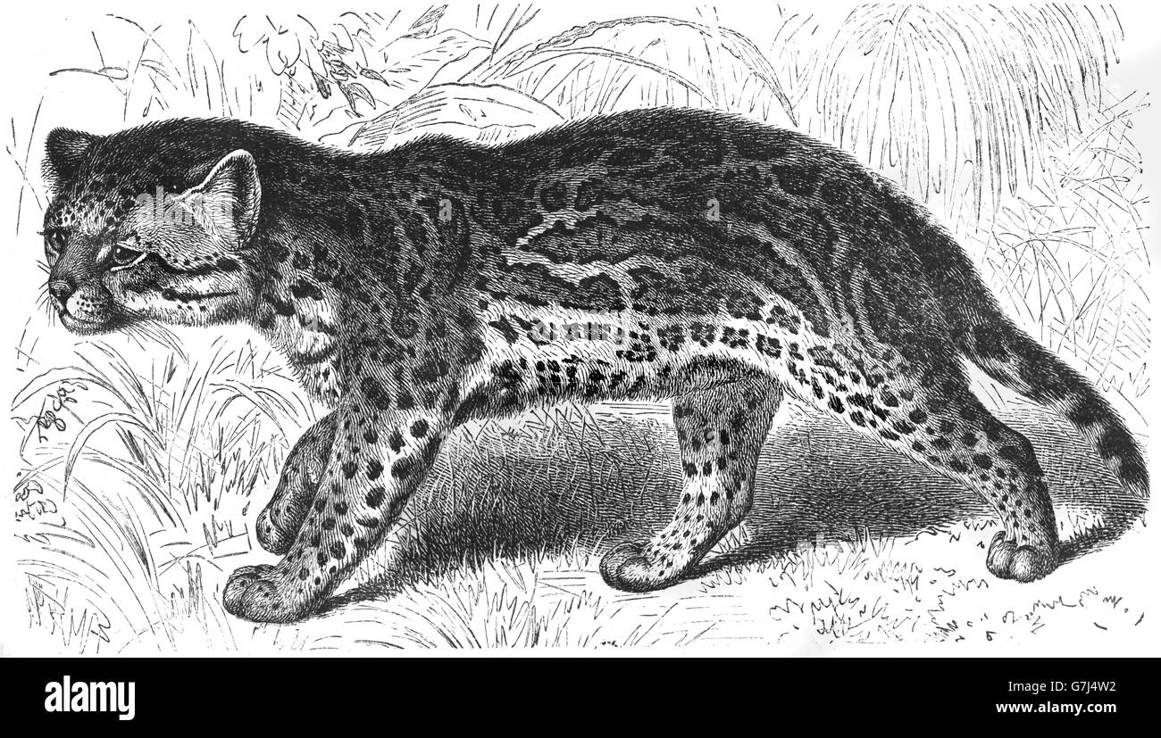 Ocelot, Leopardus pardalis, dwarf leopard, wildcat, Feliformia, Felidae, illustration from book dated 1904 Stock Photo