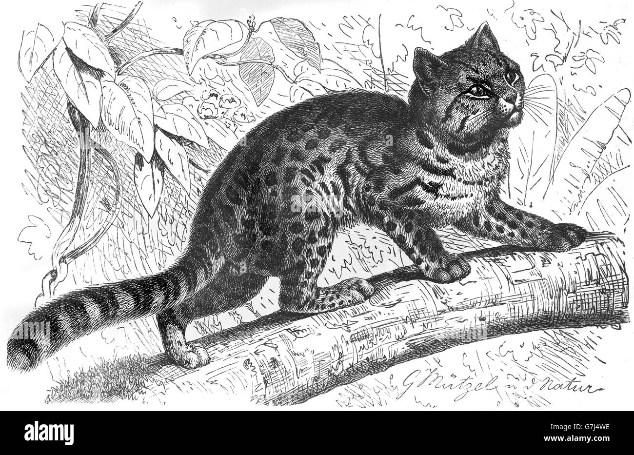 Oncilla, Leopardus tigrinus, little spotted cat, tigrillo, tiger cat, Feliformia, Felidae, illustration from book dated 1904 Stock Photo