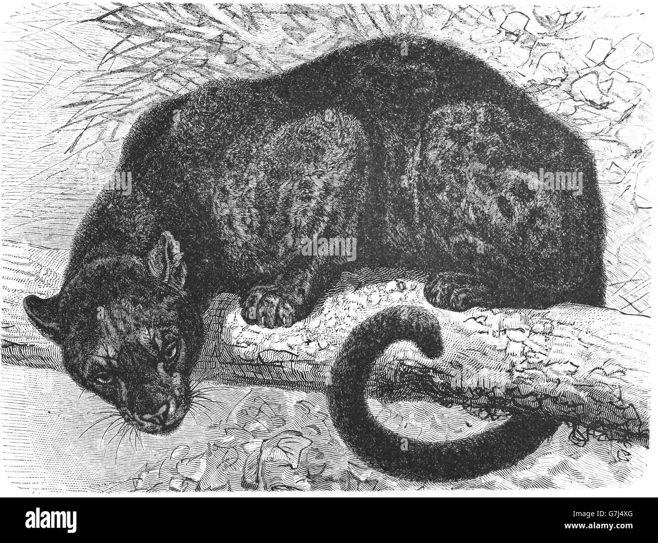 Black panther, Panthera pardus, wildcat, Melanism, Feliformia, Felidae, illustration from book dated 1904 Stock Photo