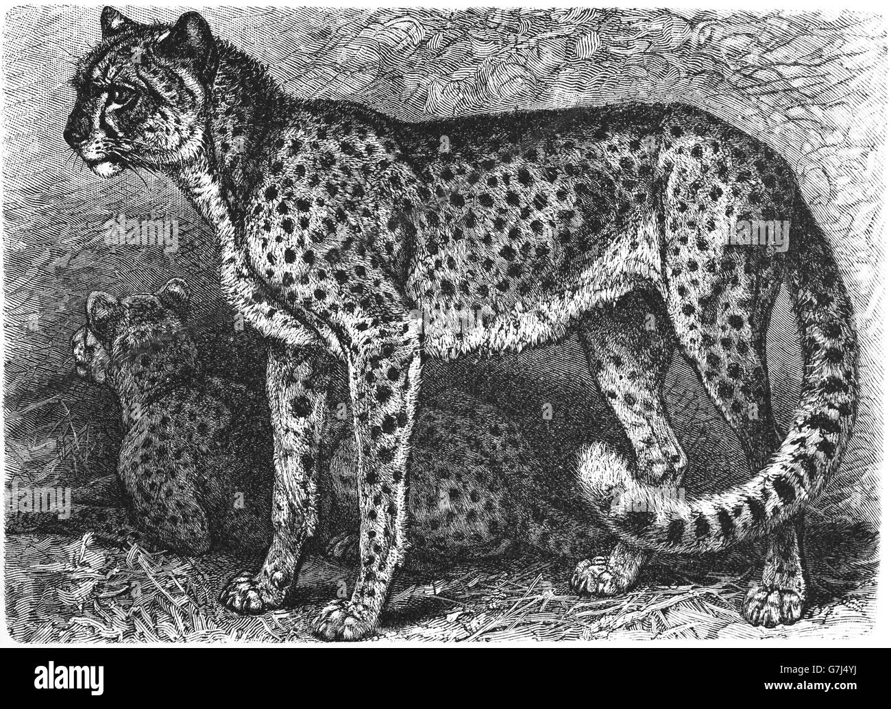 Cheetah, Acinonyx jubatus, Felidae, Felinae, illustration from book dated 1904 Stock Photo