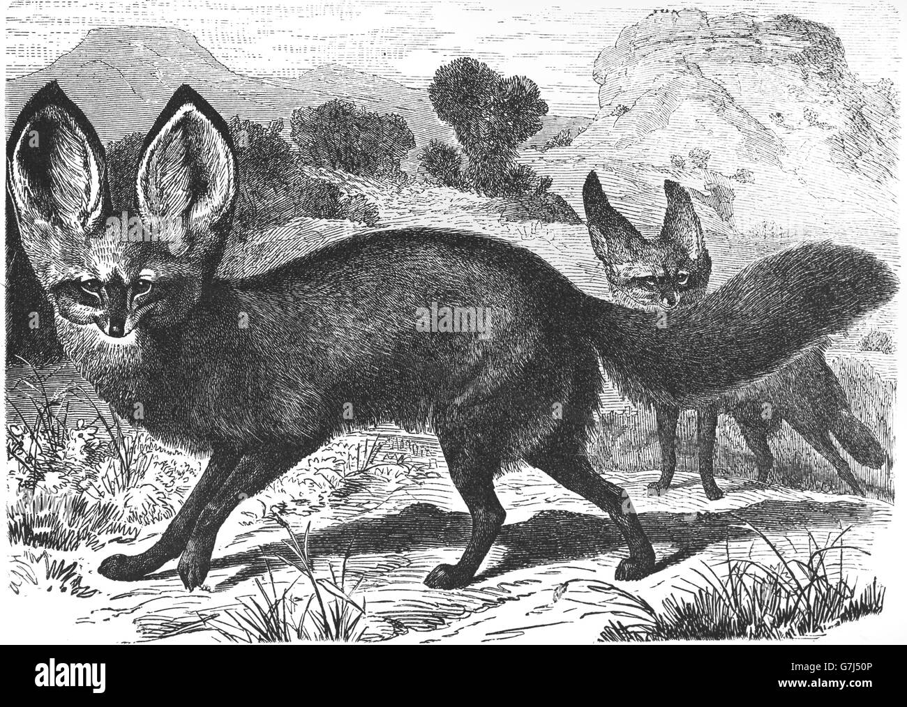 Bat-eared fox, Otocyon megalotis, Canidae, Caninae, illustration from book dated 1904 Stock Photo