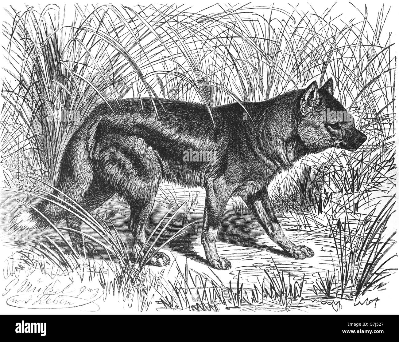 Side-striped jackal, Canis adustus, Caninae, illustration from book dated 1904 Stock Photo