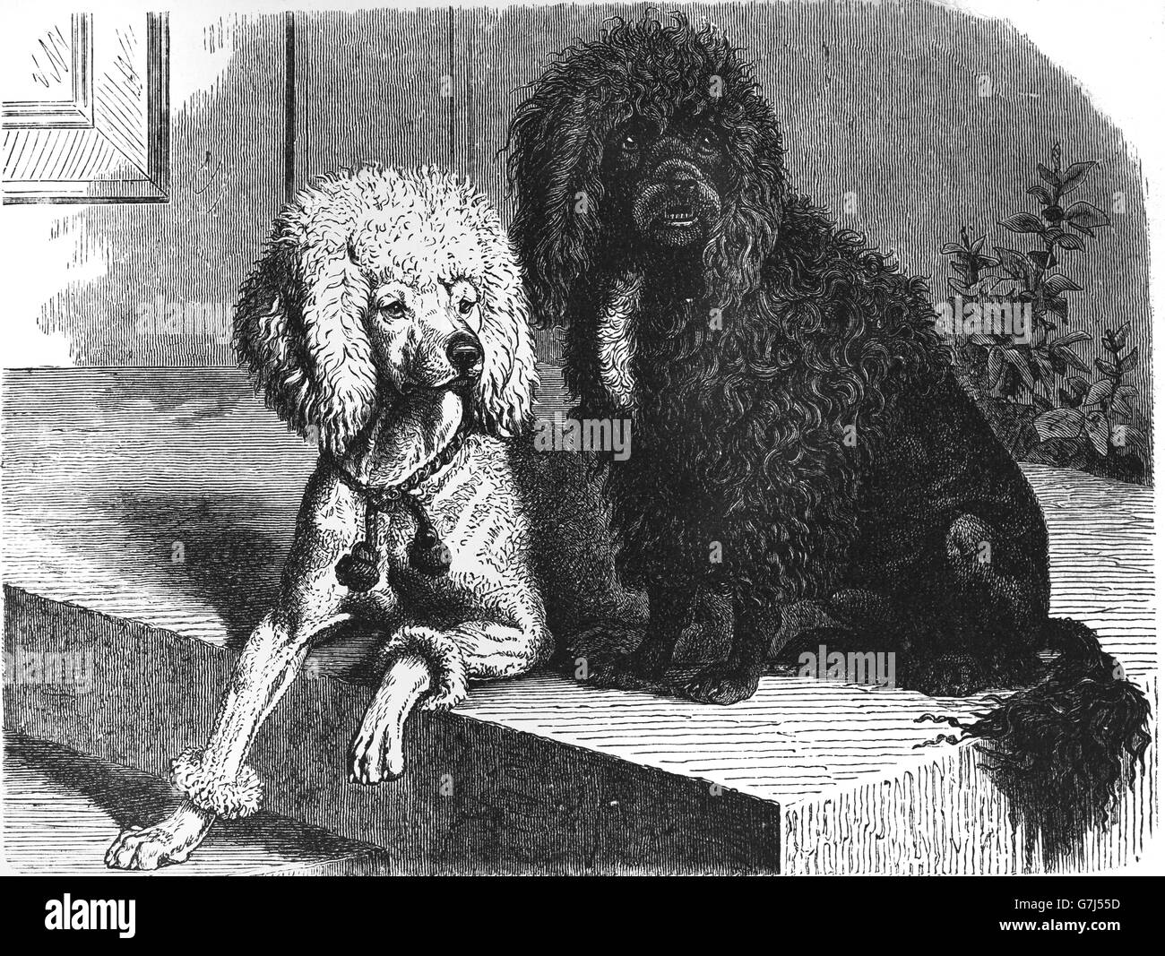 1649 poodle