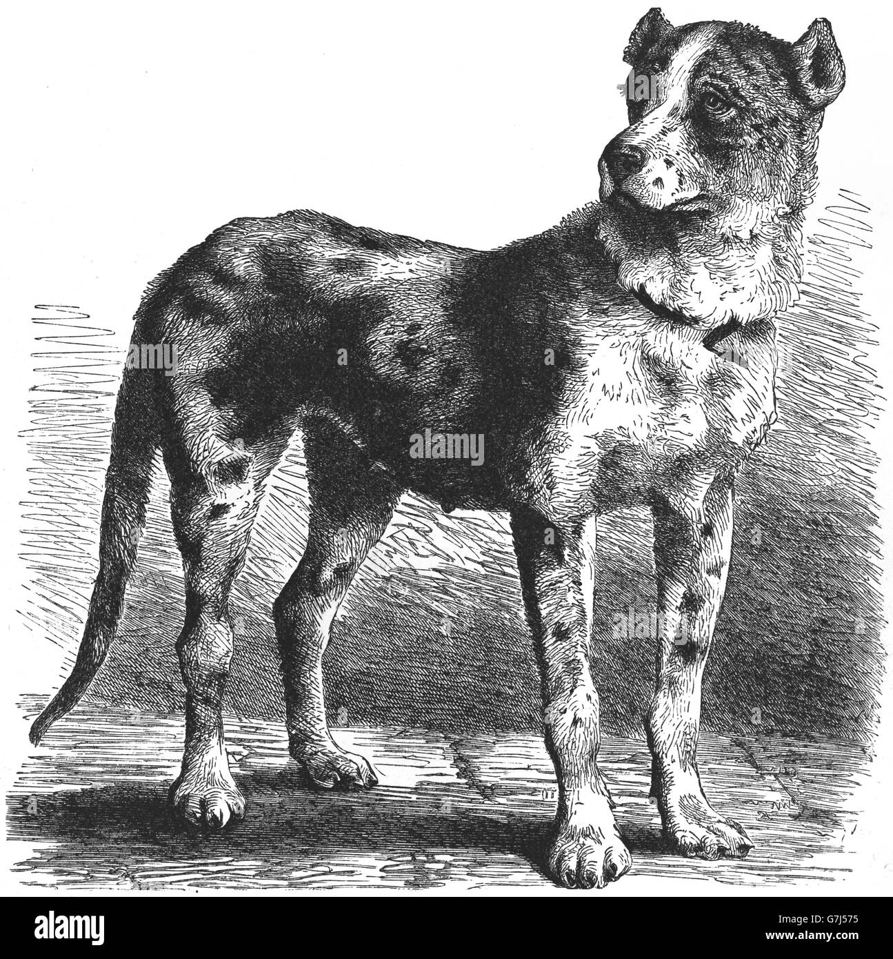 Great Dane dog breed, Deutsche Dogge, German Mastiff, illustration from book dated 1904 Stock Photo