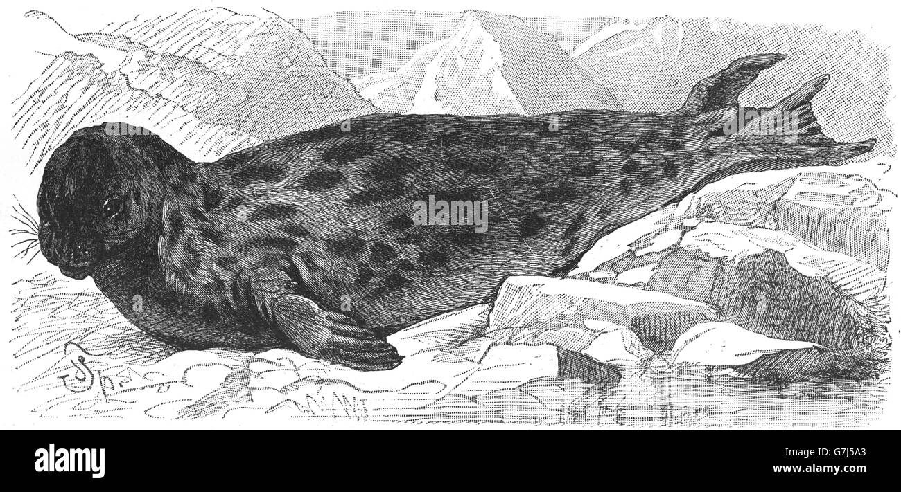 Hooded seal, Cystophora cristata, illustration from book dated 1904 Stock Photo